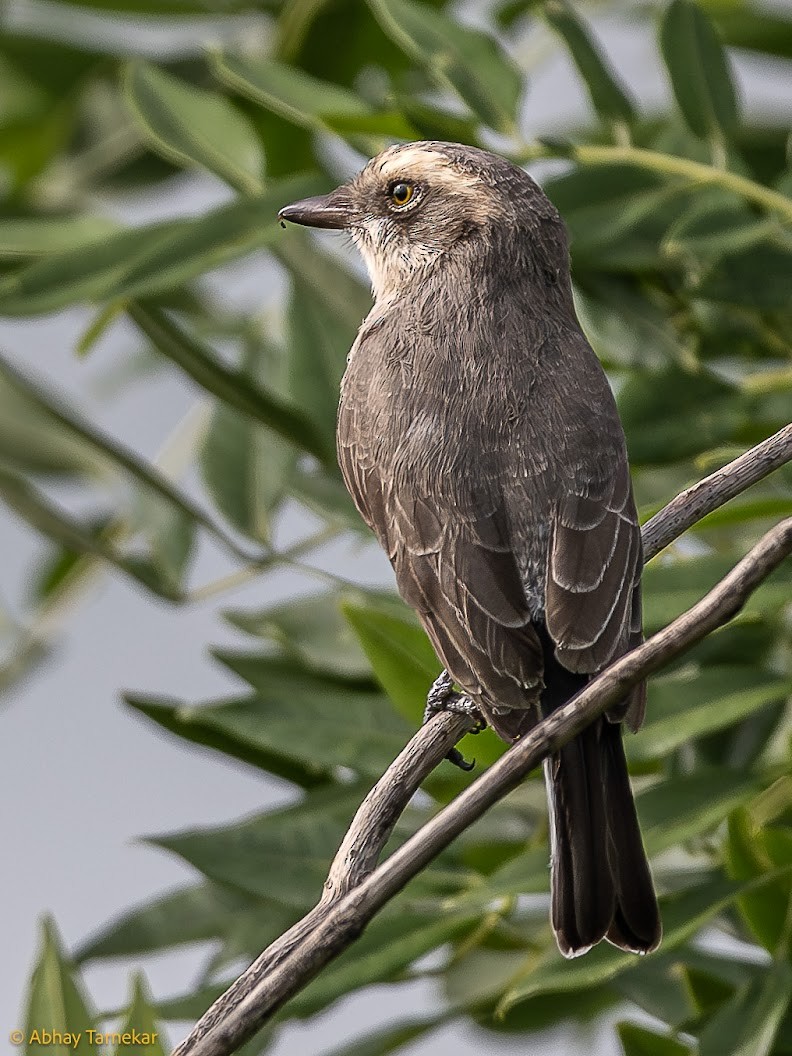 Common Woodshrike - ML644646948