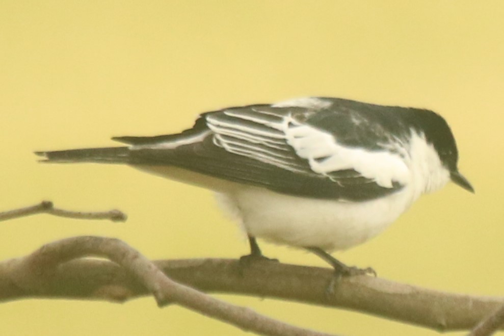 White-winged Triller - ML644646965