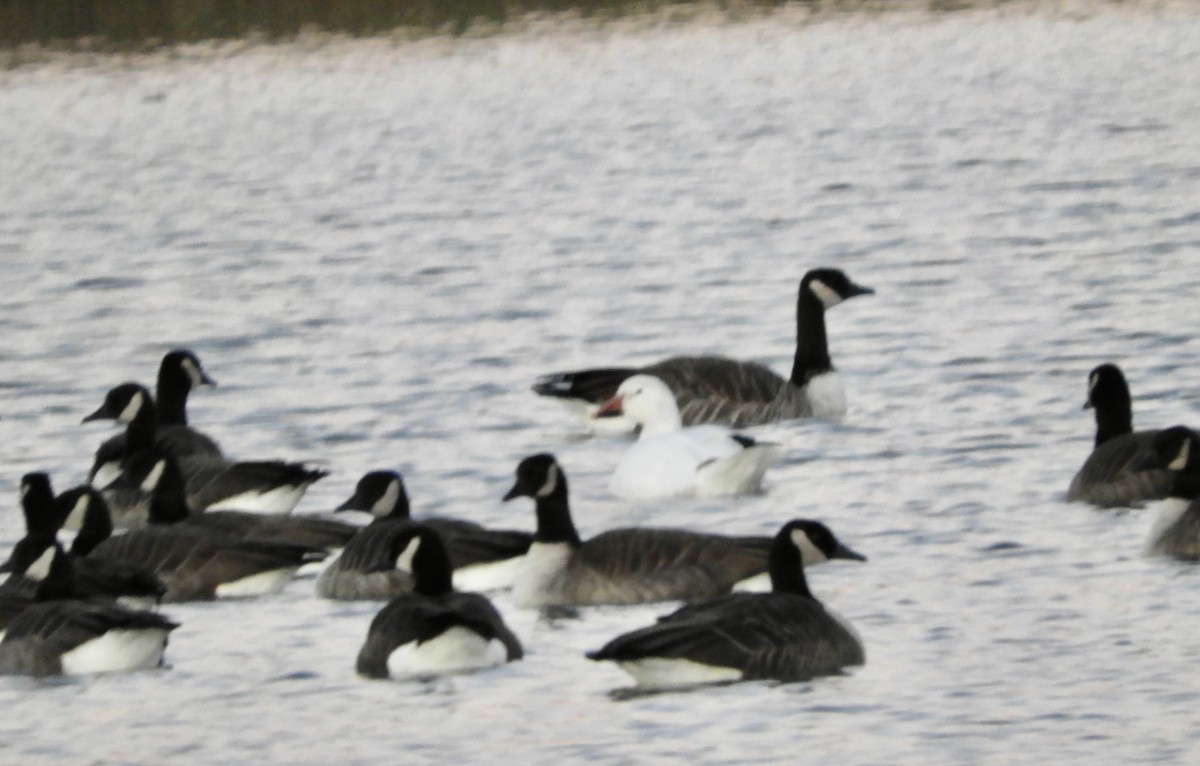 Snow Goose - ML644646971