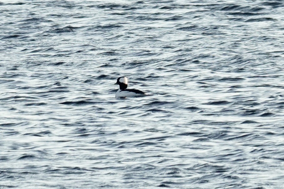 hohol bělavý - ML644646972