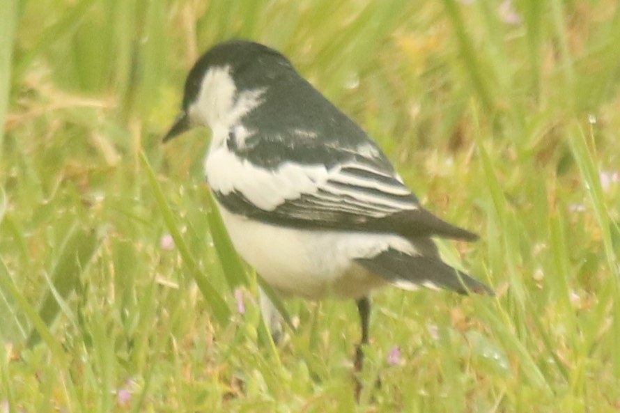 White-winged Triller - ML644646977