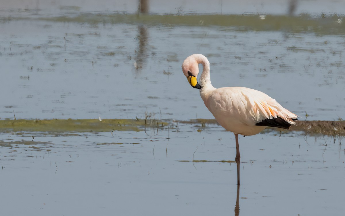 James's Flamingo - ML644646991
