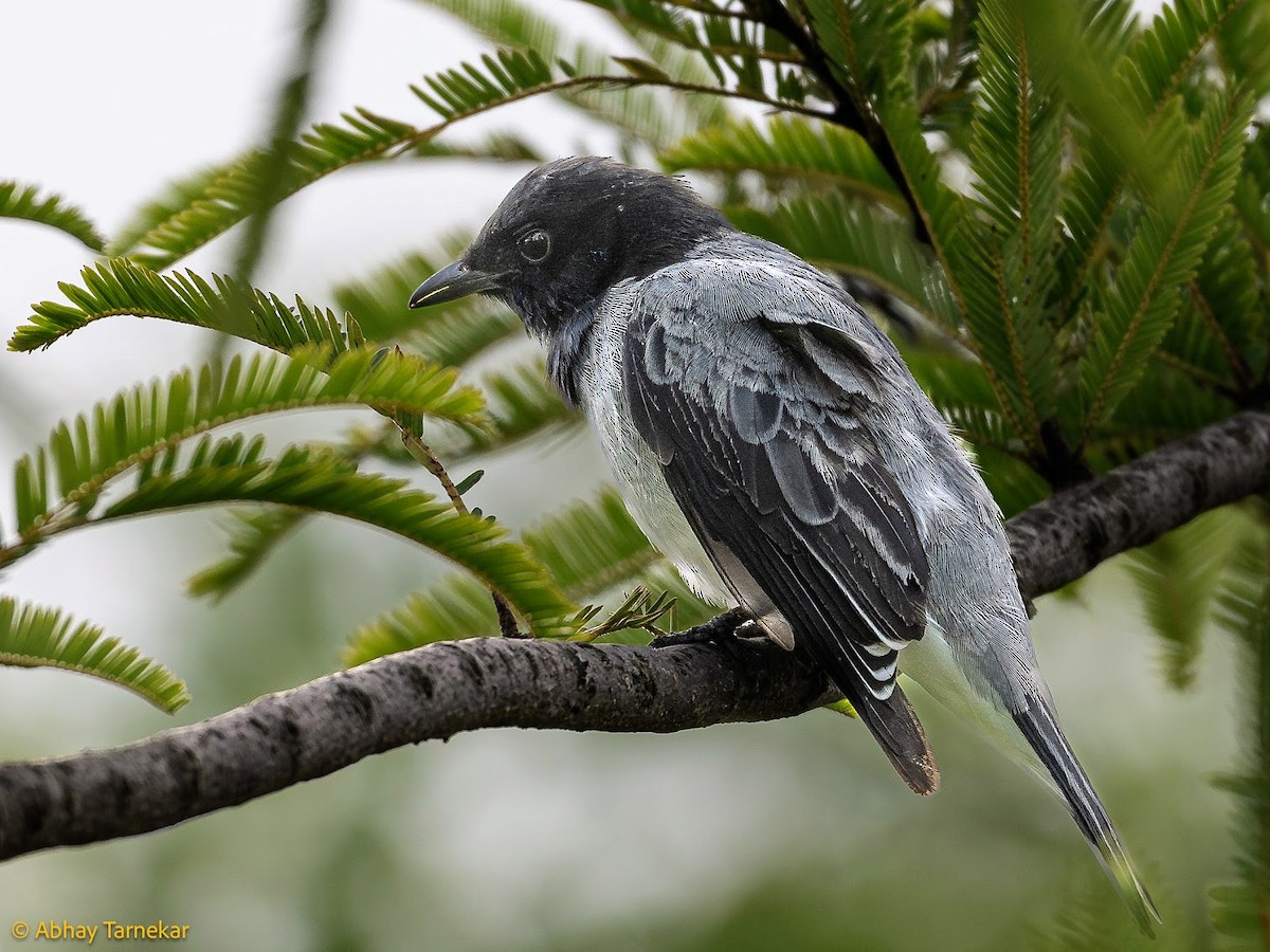 Black-headed Cuckooshrike - ML644646996