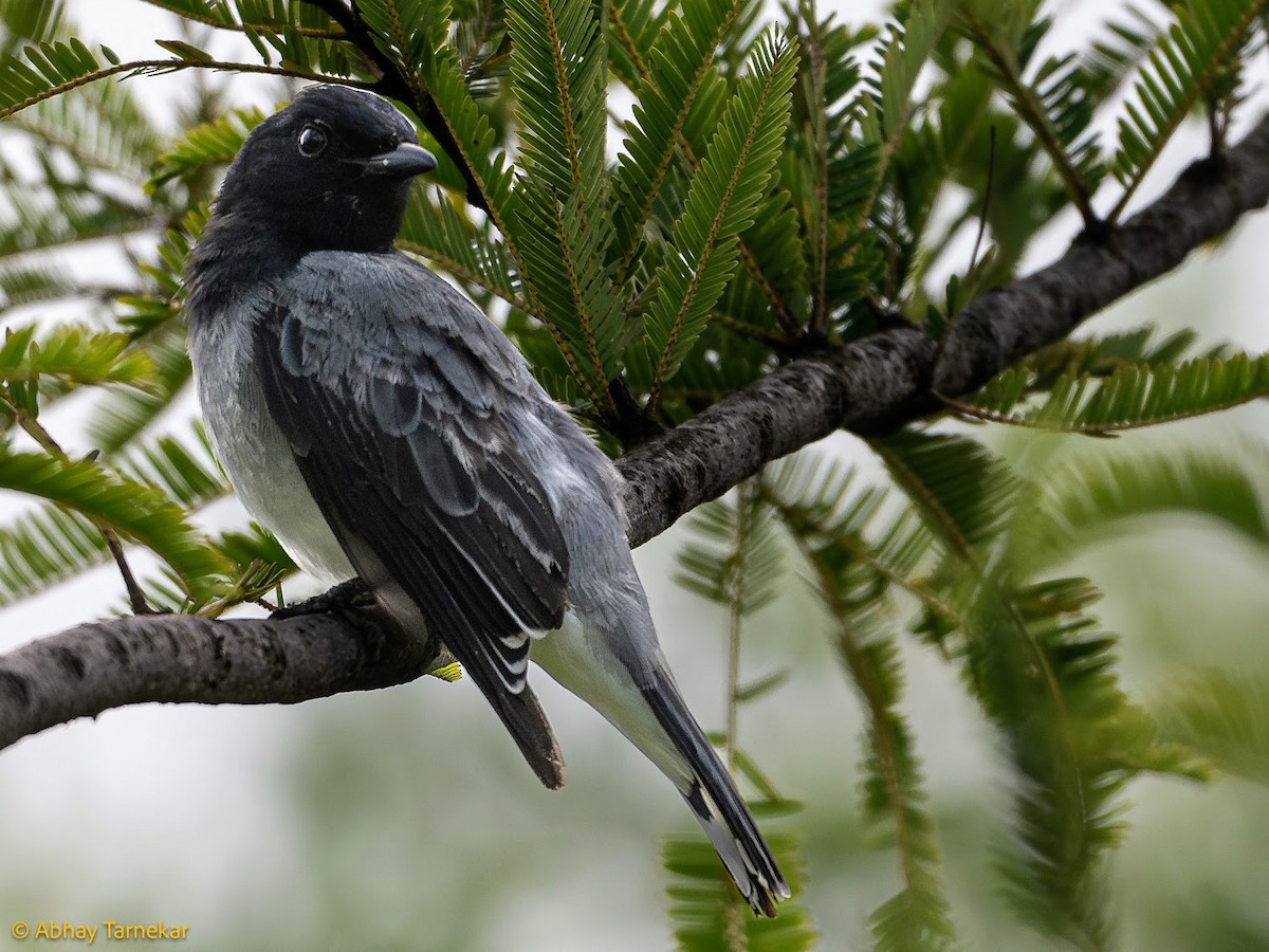 Black-headed Cuckooshrike - ML644646997