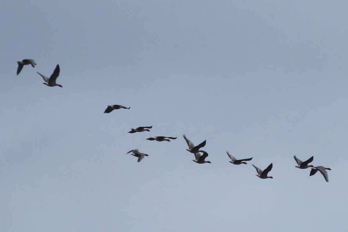 Хар толгойт галуу - ML644646998