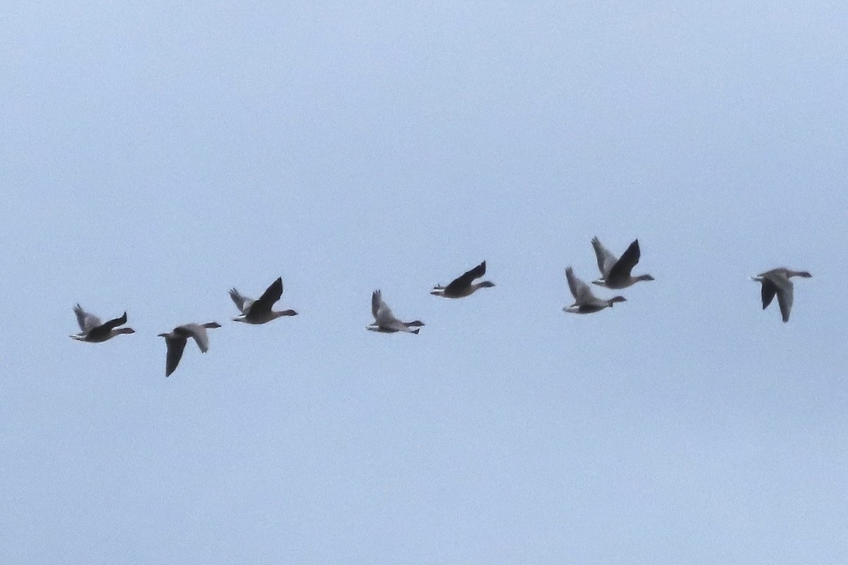 Хар толгойт галуу - ML644646999