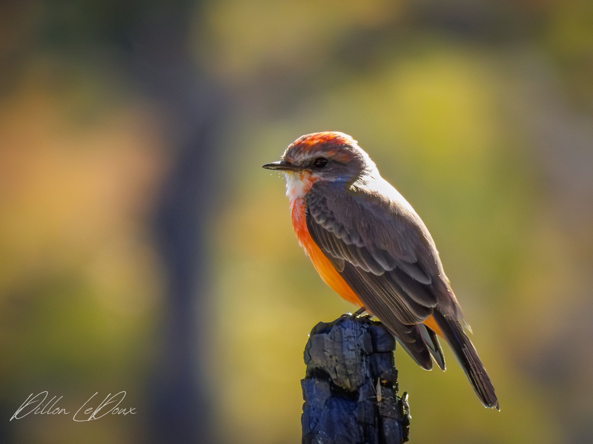 Vermilion Flycatcher - ML644647003