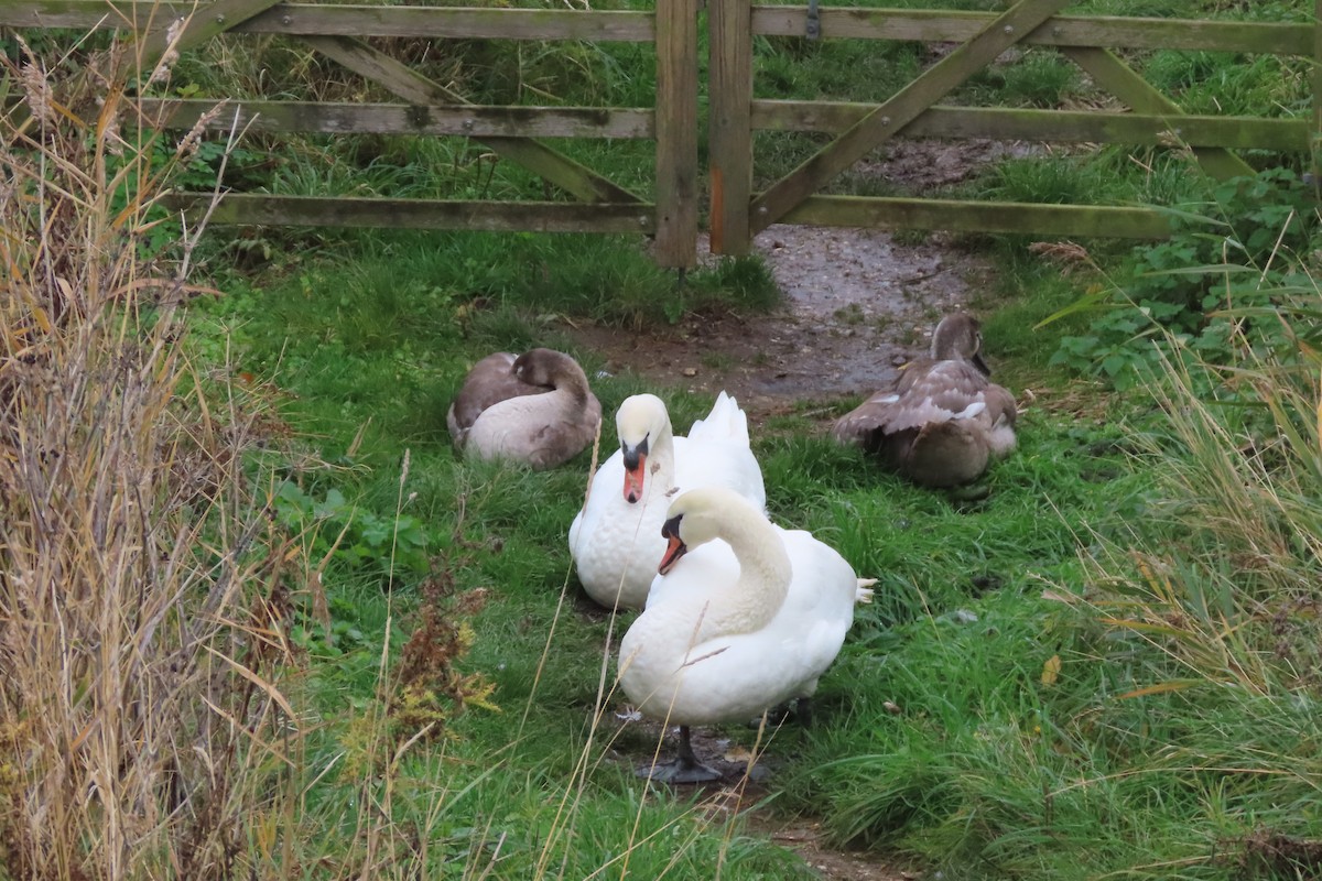 疣鼻天鵝 - ML644647019