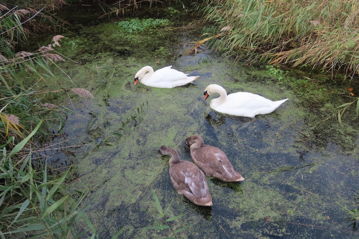 疣鼻天鵝 - ML644647020