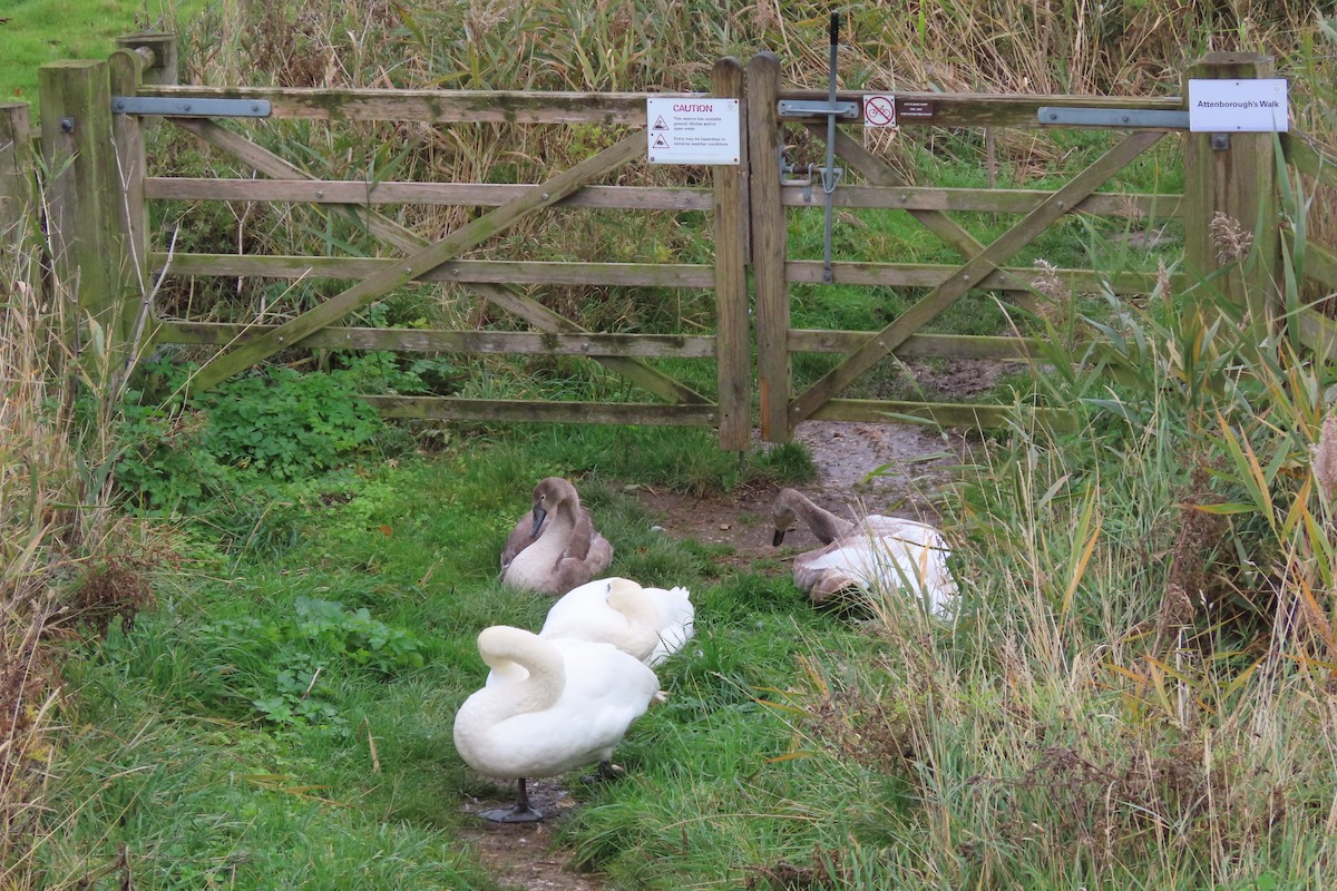 疣鼻天鵝 - ML644647021