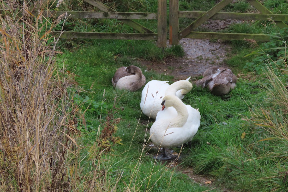 疣鼻天鵝 - ML644647022