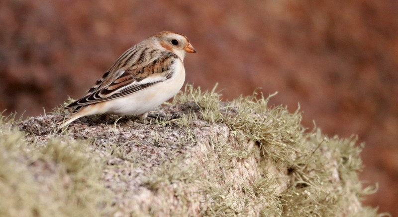 Snow Bunting - Kris Webb