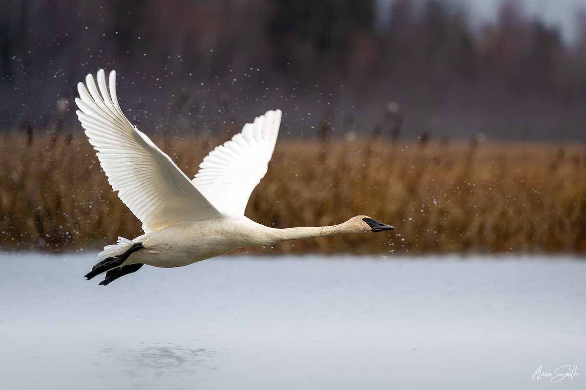 labuť trubač - ML644647033