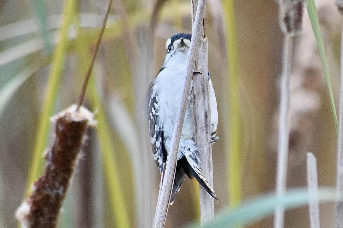 Downy Woodpecker - ML644647038