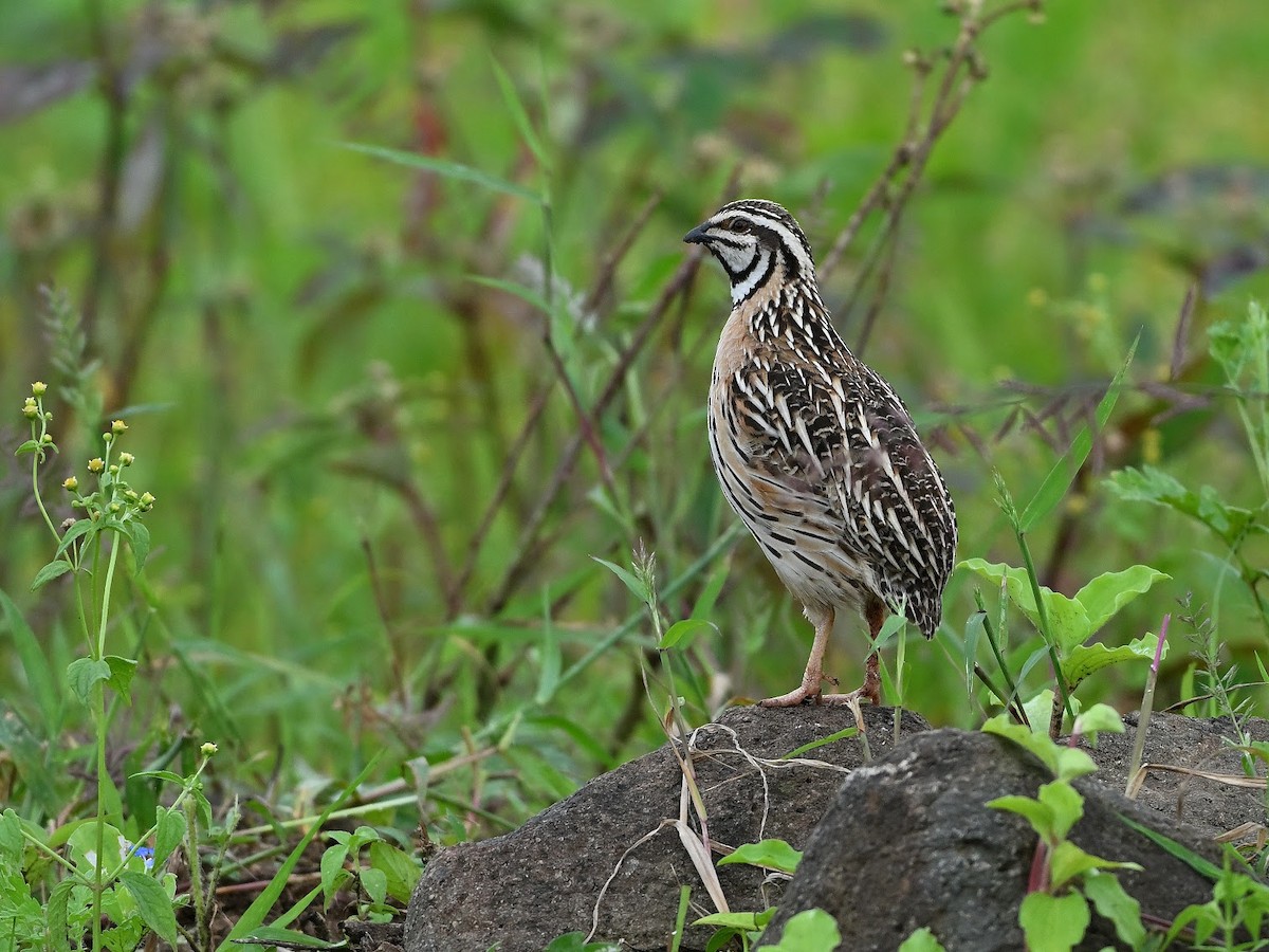 Rain Quail - ML644647040