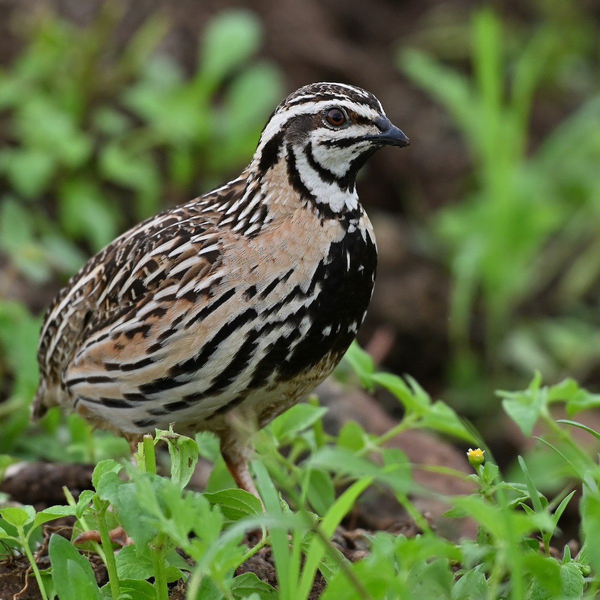 Rain Quail - ML644647041