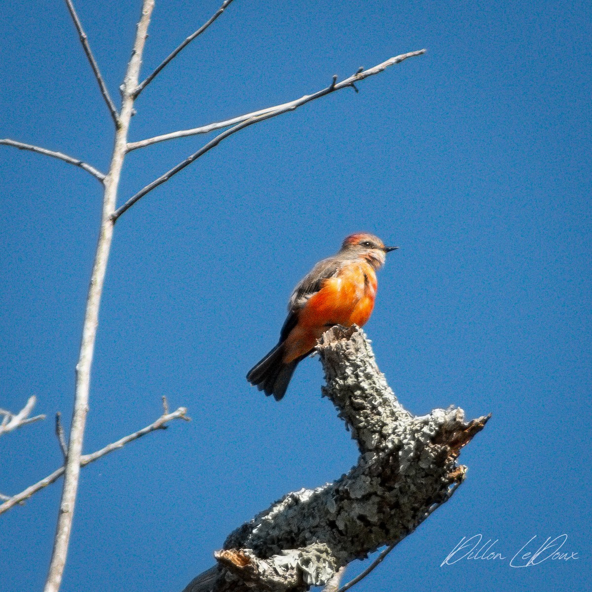 Vermilion Flycatcher - ML644647045