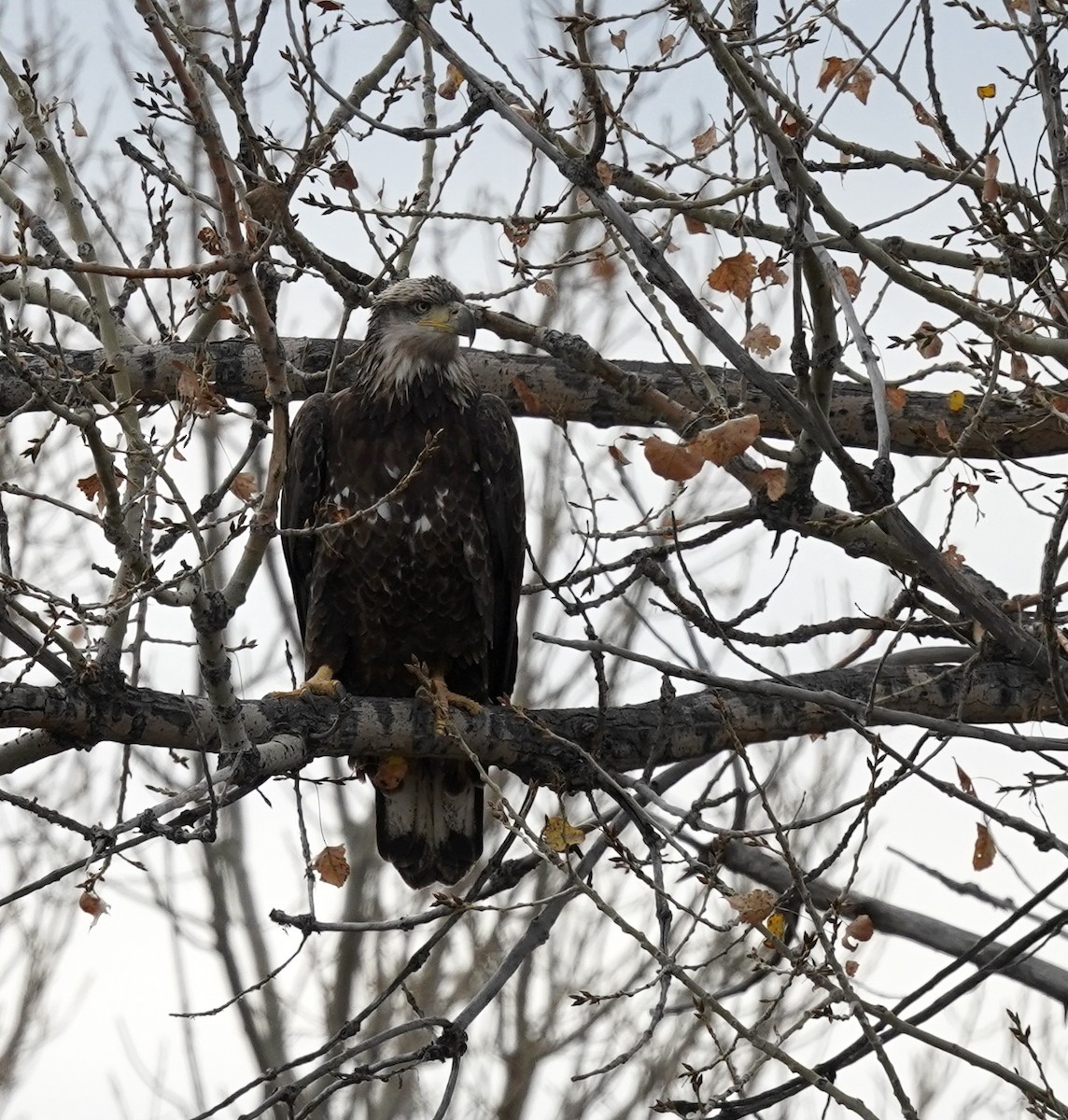 Bald Eagle - ML644647046
