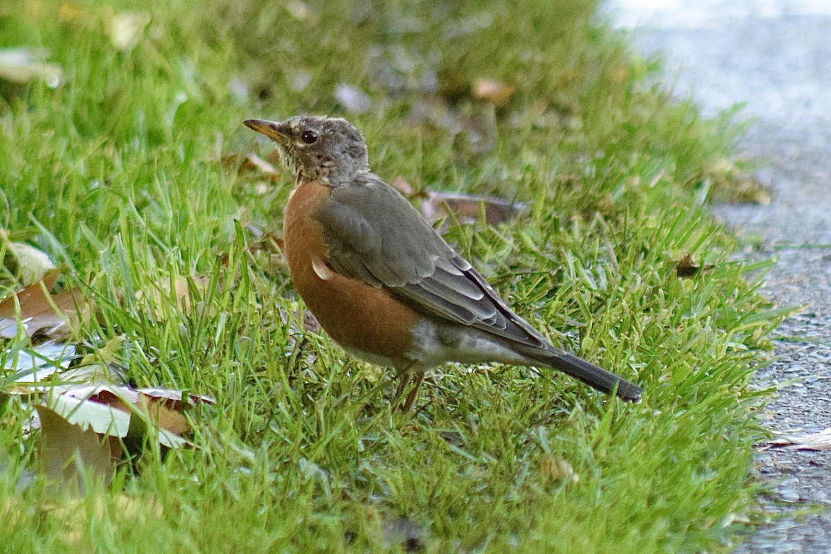 American Robin - ML644647050