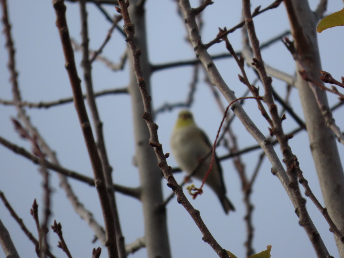 čížek žlutý - ML644647061