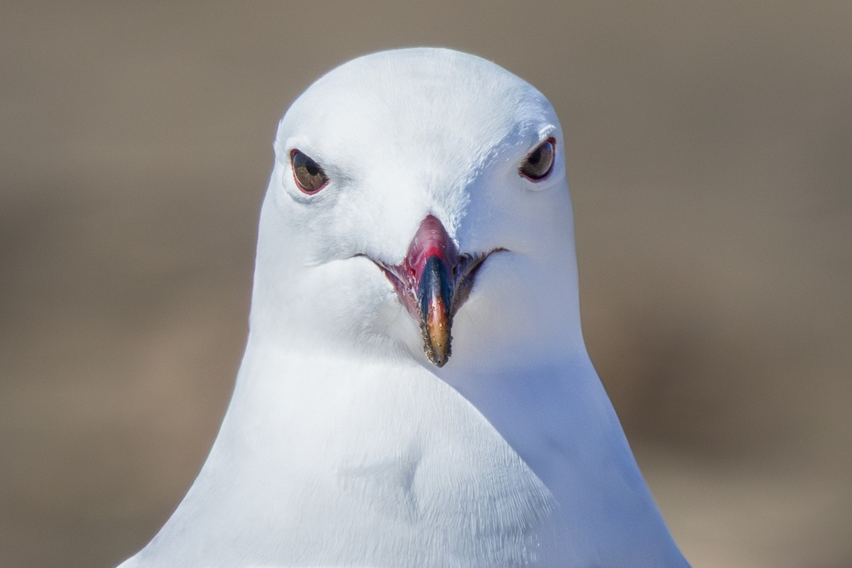 Audouin's Gull - ML644647072