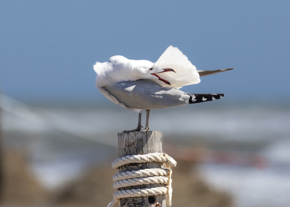 Audouin's Gull - ML644647073