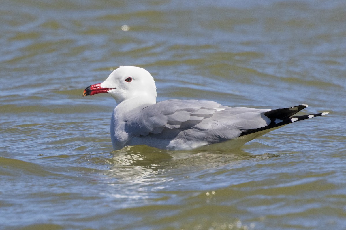 Audouin's Gull - ML644647074