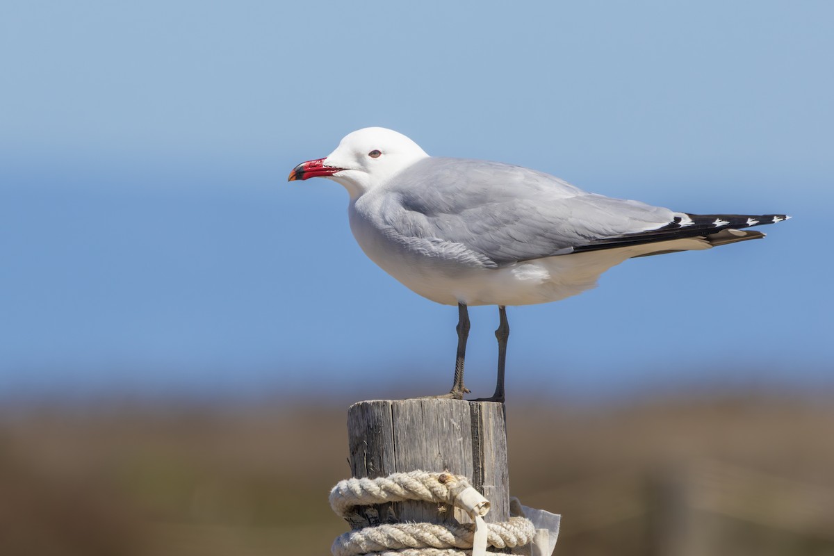 Audouin's Gull - ML644647075