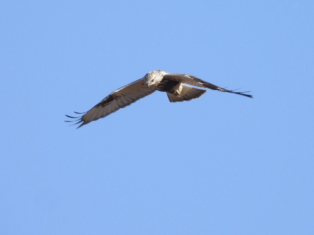Rough-legged Hawk - ML644647083