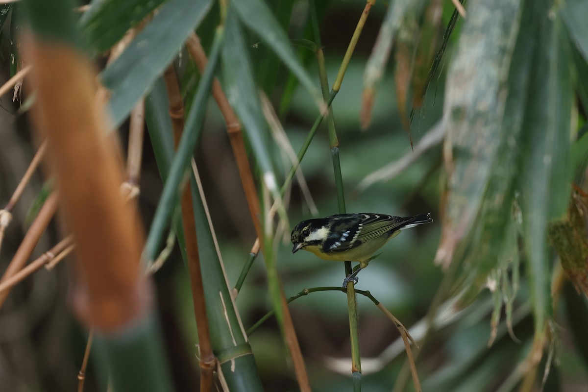 Yellow-bellied Tit - ML644647101