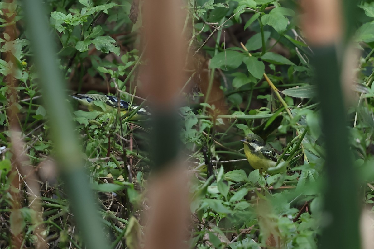 Yellow-bellied Tit - ML644647103