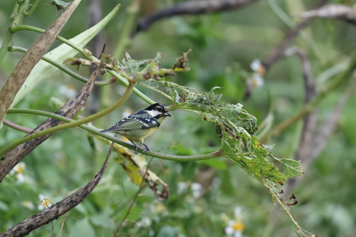 Yellow-bellied Tit - ML644647104