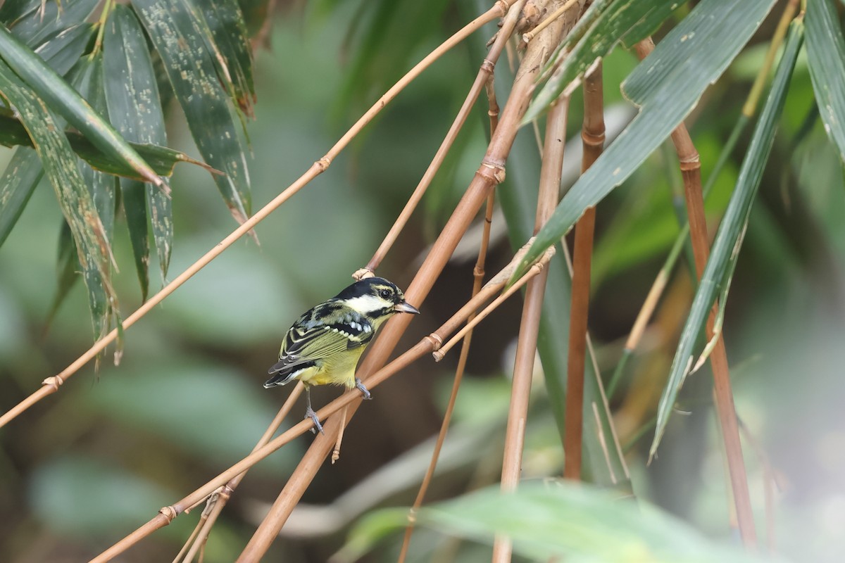 Yellow-bellied Tit - ML644647105