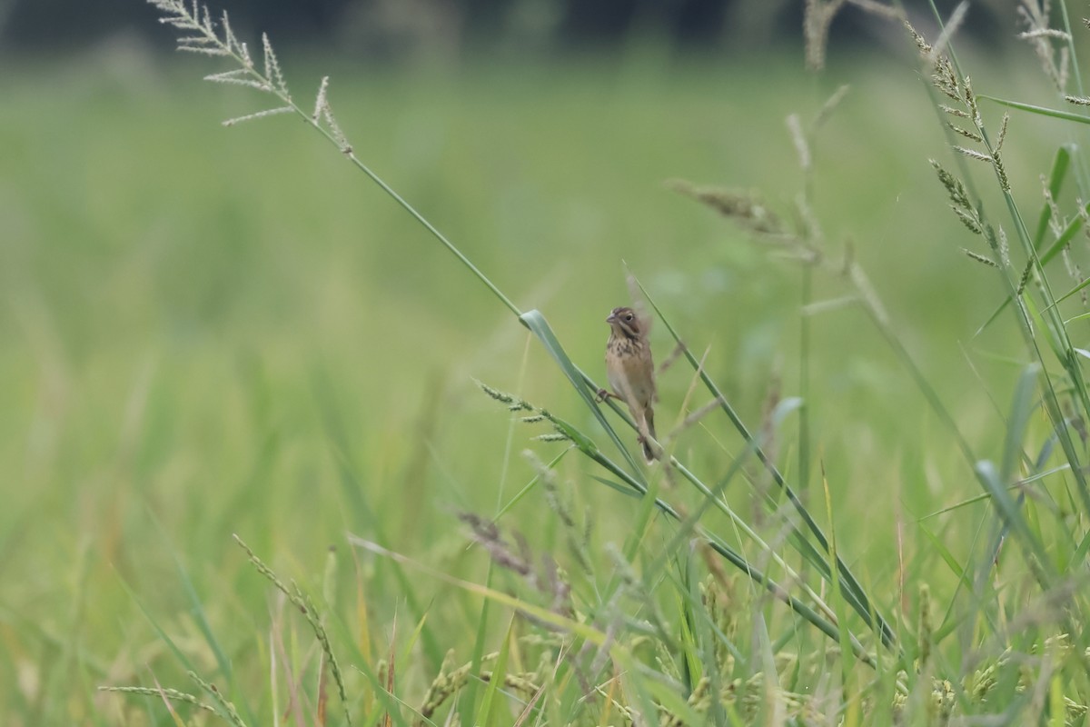 Chestnut-eared Bunting - Sam huang