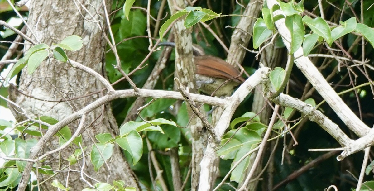 Magnificent Riflebird - ML644647139