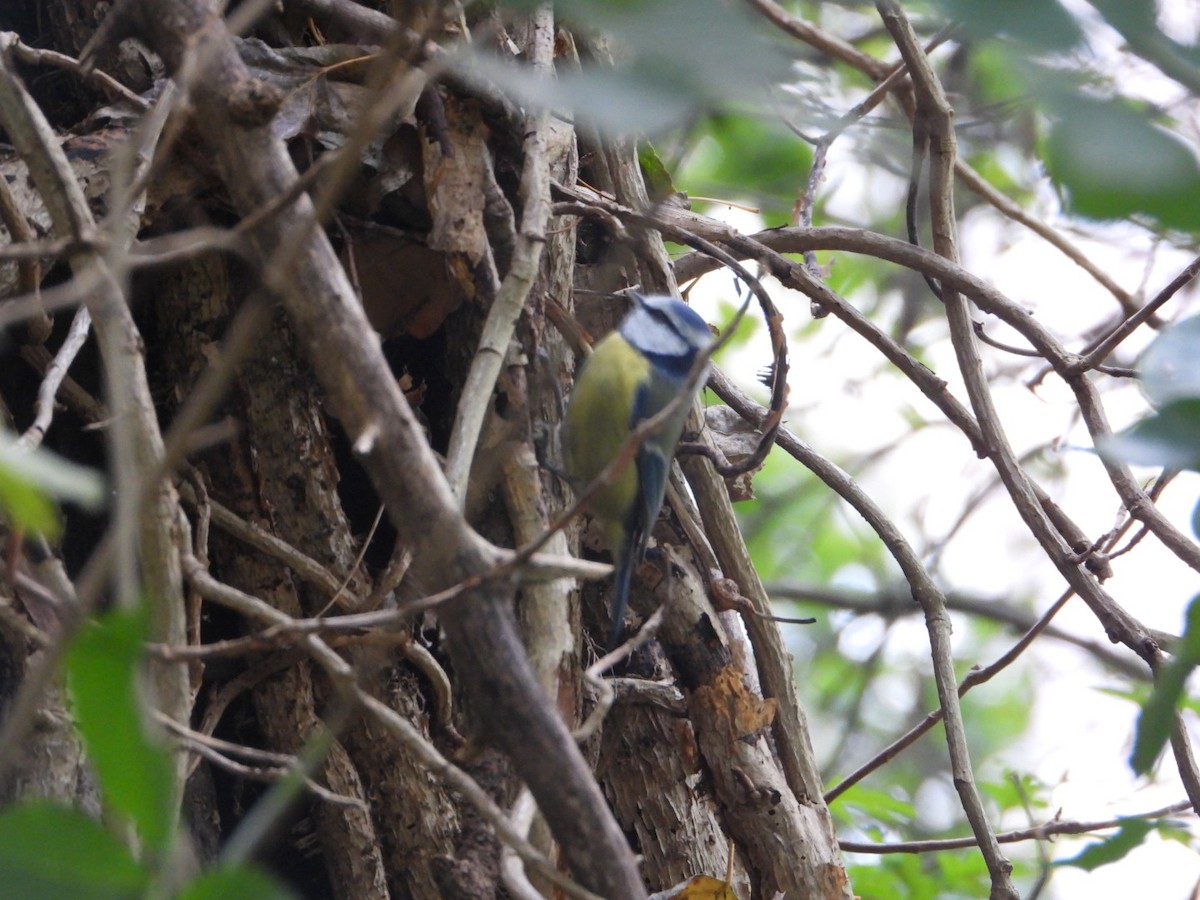 Eurasian Blue Tit - ML644647146