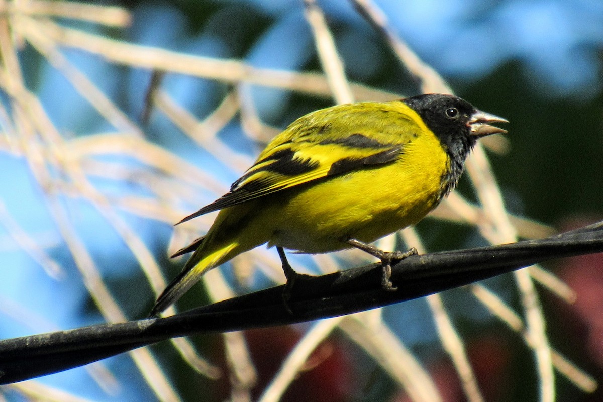 hettesisik - ML644647148