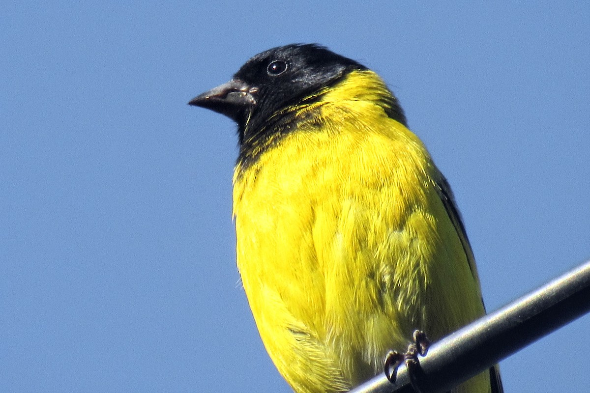 hettesisik - ML644647150