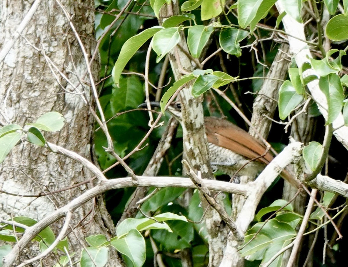 Magnificent Riflebird - ML644647161
