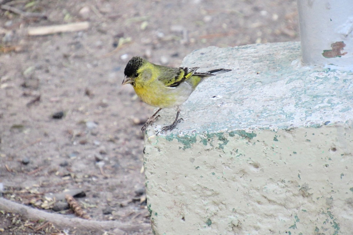 Black-chinned Siskin - ML644647167