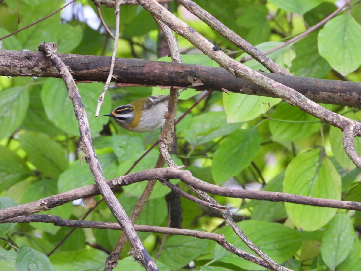 Common Firecrest - ML644647172
