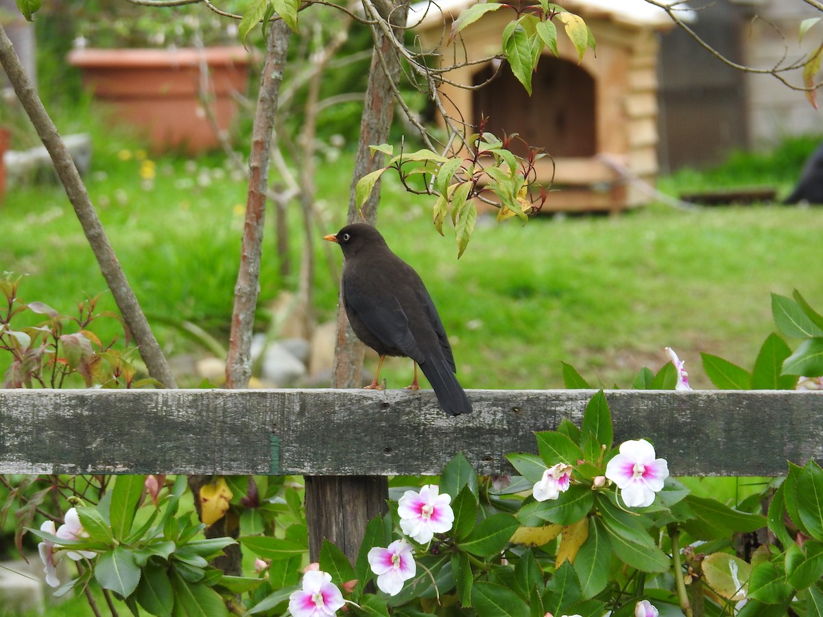 Sooty Thrush - ML644647174