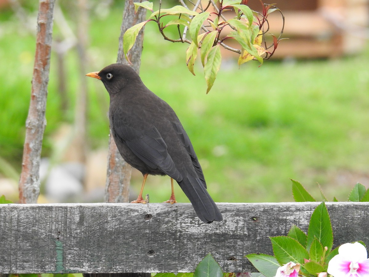Sooty Thrush - ML644647175