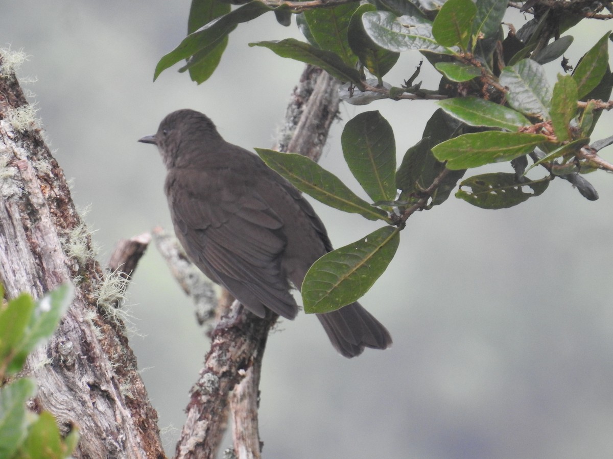 Mountain Thrush - ML644647188