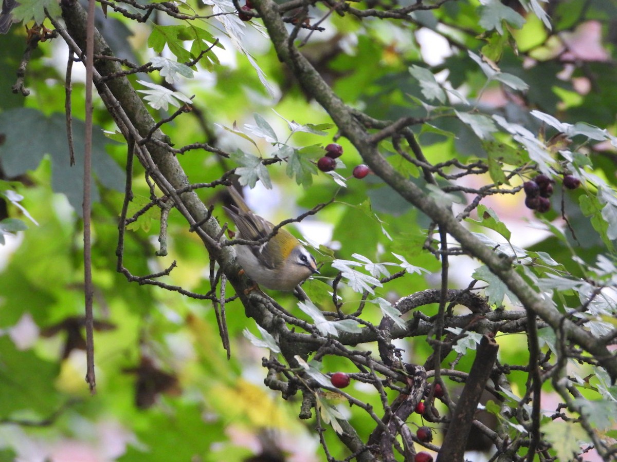 Common Firecrest - ML644647192