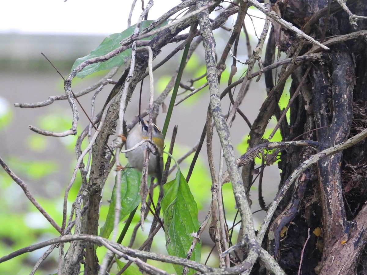 Common Firecrest - ML644647193