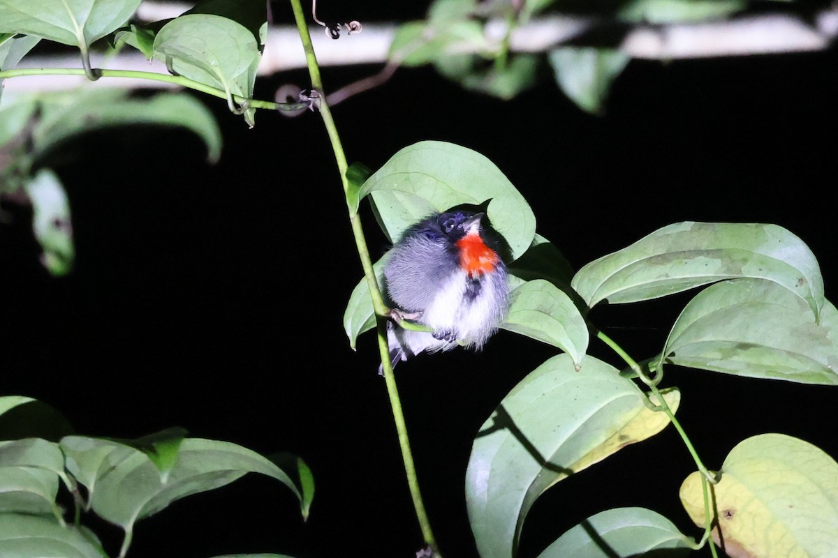 Gray-sided Flowerpecker (Wakatobi) - ML644647201