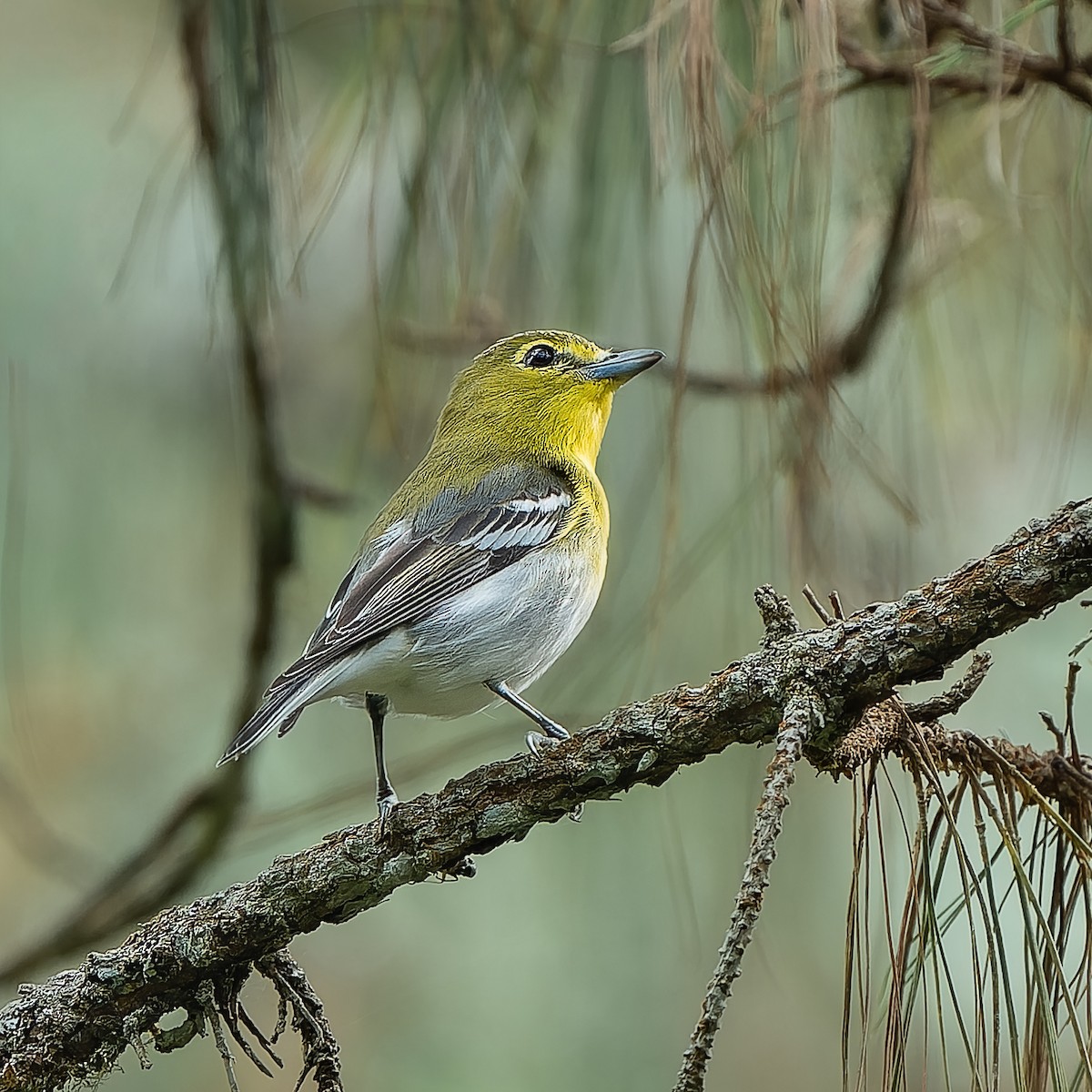 Yellow-throated Vireo - ML644647203