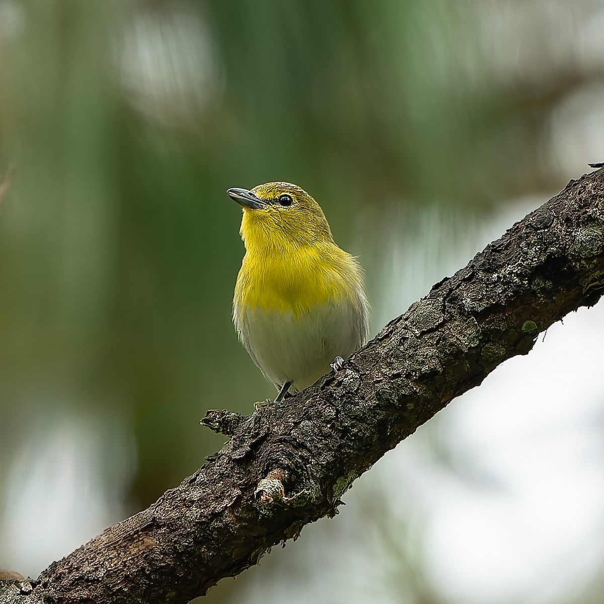 Yellow-throated Vireo - ML644647204