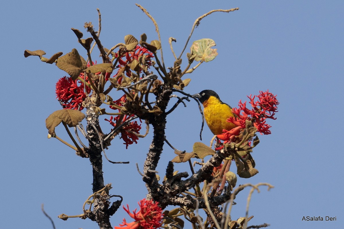 Black-chinned Weaver - ML644647205